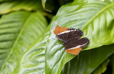 Rusty-tipped Page Feb 2022